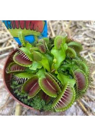 50 Adet Tohum Nepenthes Sinek Kapan Etobur Etçil Bitki Çiçek İthal Tohum 50 Adet Tohum Nepenthes Sinek Kapan Etobur Etçil Bitki Çiçek İthal Tohum