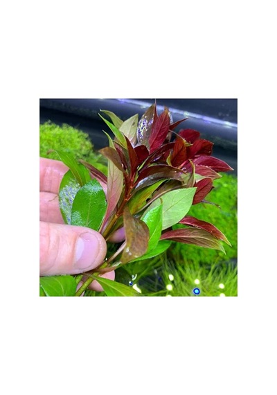 Ludwigia Repens Gül 5 Dal Canlı Akvaryum Bitkisi - Canlı Bitki
