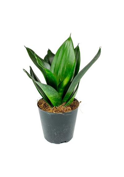 Yeşil Paşa Kılıcı – Sansevieria Hahnii 2 Adet