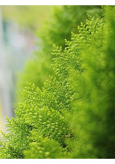 Videolu Mis Kokulu Limoni Salon Çamı 40-80 Cm Saksılı Dış Mekan Ağaçları Norfolk Island Pine