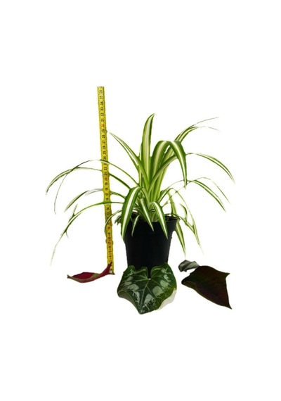 Chlorophytum Comosum Kurdele Çiçeği
