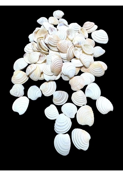 Deniz Kabukları 100 Gr No-18-clamrose2