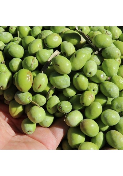 Tüplü Aşılı Özel Çeşit Çekişte Zeytin Fidanı