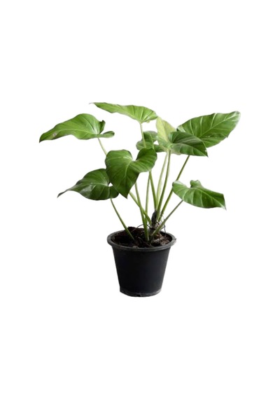 Philodendron Giganteum Ø21 Cm Y70-80 Cm