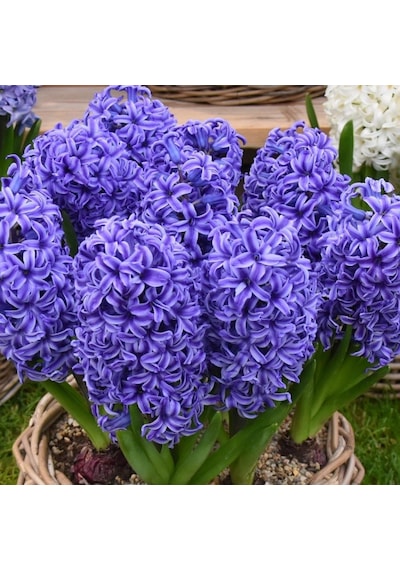 Hyacinthus Yoğun Kokulu Atlantic Sümbül Soğanı 3 Adet