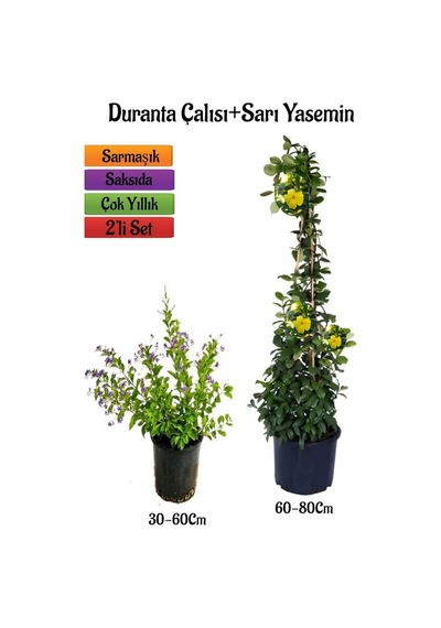 Mor Özel Tür Duranta Ağaç Menekşesi Çalısı+sarı Yasemin Fidanı 2'li Peyzaj Seti