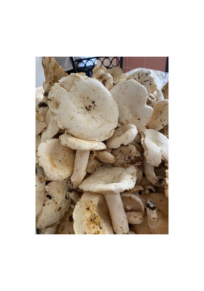 Akkuş Dağ Mantarı Tuzlaması 5 Kg