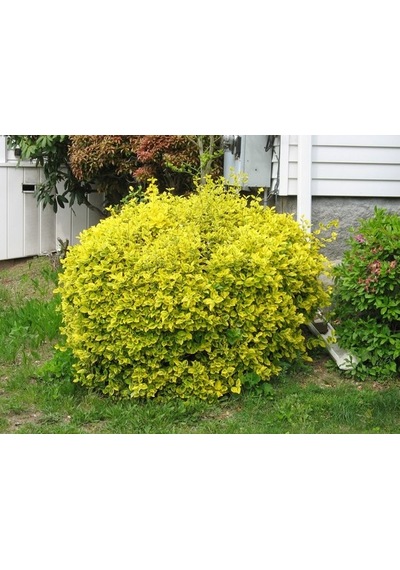 Gold Taflan Fidanı 20-40 Cm altuni Taflan Euonymus Japonica