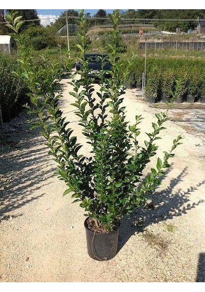 Ligüstrüm Lüküstürüm Ligustrum Japonica Kurtbağrı Fidanı 40- 80 Cm