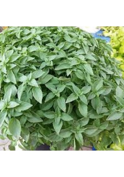 20 Adet Tohum Nadir Top Fesleğen Çiçeği Hobi Mezarl
