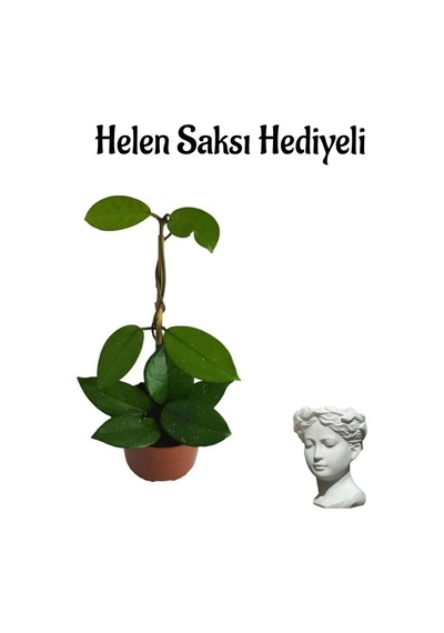 Anneler Gününe Özel Pembe Renk Mum-hoya Bitkisi Helen Saksı Hediyeli
