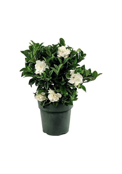 Videolu 1. Kalite Özel Kokulu 1 Adet Gardenya Çiçeği Saksılı 30-40cm Gardenia Flower