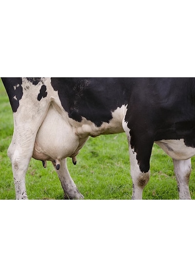 RyeGRass Süt Otu Tohumu Rye GRass ReyGRass 20 KG