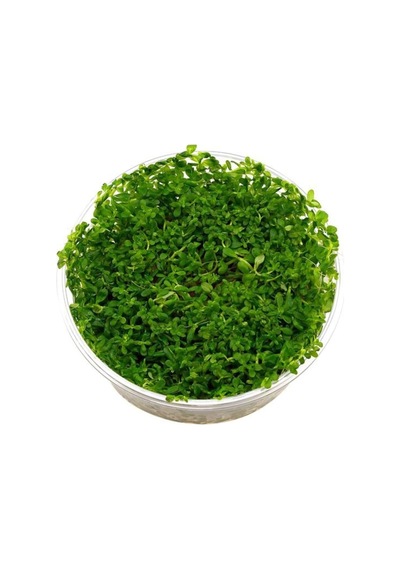 Rotala Indica Green In 200cc Canlı Bitki
