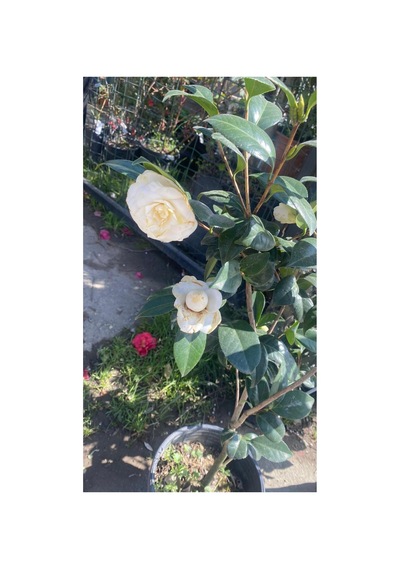 1.50 Cm Büyük Kamelya Çiçeği