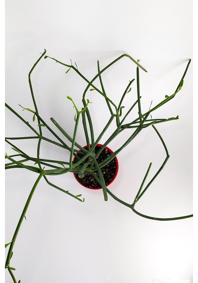 Euphorbia Tirucalli Kalem Kaktüs Özel Tür Nadide Kaktus Tekli