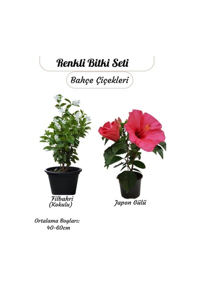 Saksılı 2 Li Çiçek Seti Pembe Japon Gülü & Filbahri 30-50cm Boy Aralığı