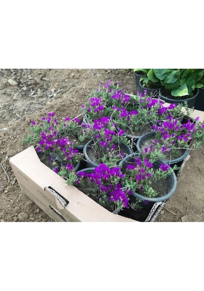Acem Halısı Çiçeği 10-20 Cm