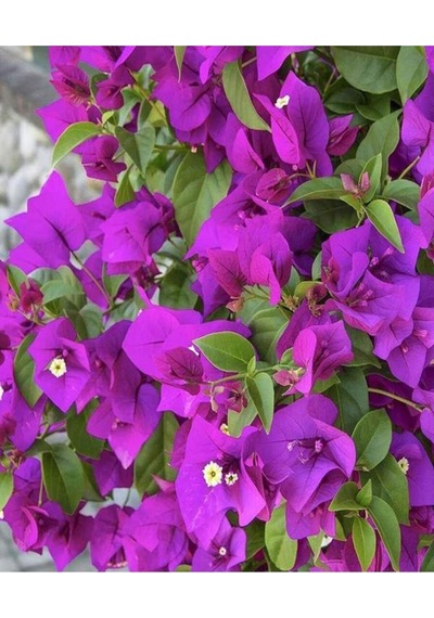 Canlı Mor Renli 1 Adet Bodur Begonvil Bitkisi 15-30cm Saksılı Bougainvillea Seedling