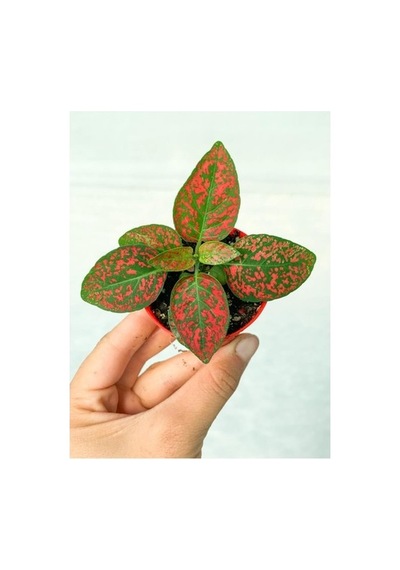 Fittonia Hostes Çiçeği Fidanı Çilli Kırmızı 10-20 Cm