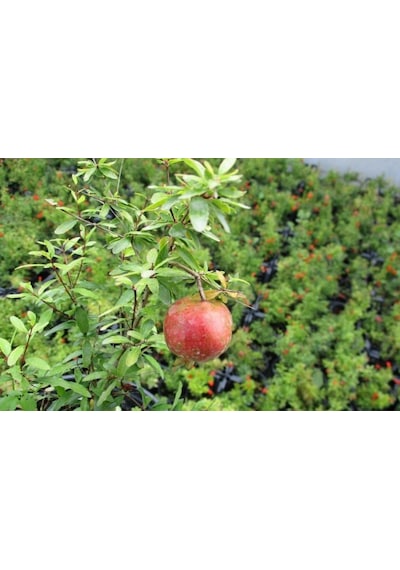Bodur Süs Narı - Punica Granatum "nana" 5 Adet