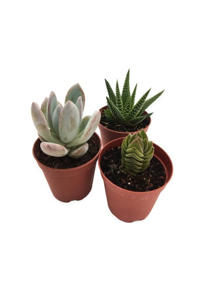 Sukulent Kaktüs Set 3 Adet Mini Saksılı 010