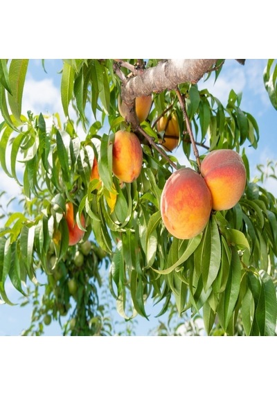 Tüplü Yarı Bodur Albenili Spring Bella Şeftali Fidanı