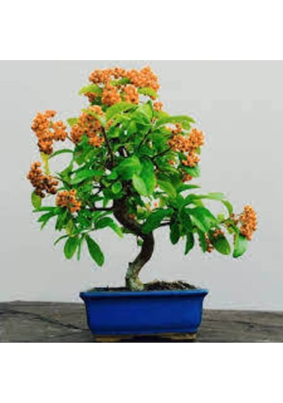 3 Adet Tohum Yeni Dünya Ateş Dikeni Bodur Bonzai Bonsai Meyvesi Saksı Toprak Sürpriz Hediye Tohum
