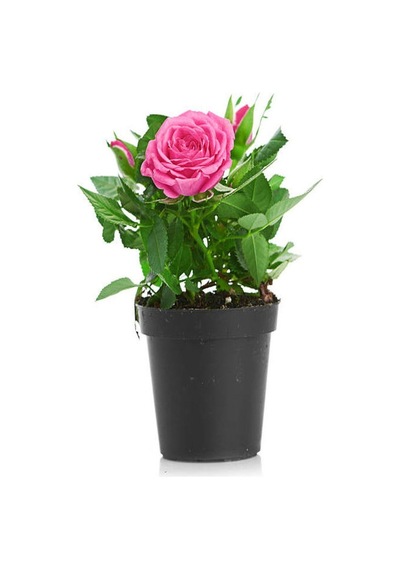 Kokulu Pembe Gül Fidanı 15-25 Cm Mezem Hediyeli Dış Mekan Bitkisi