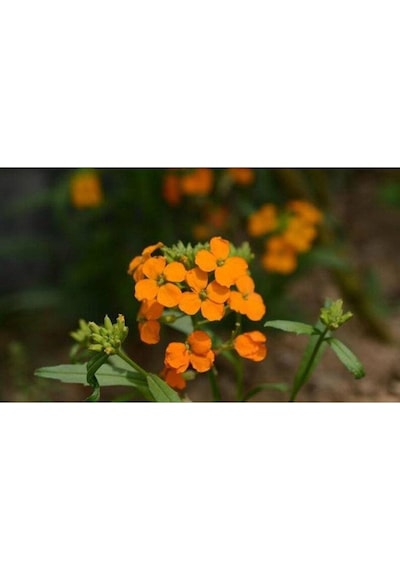 20 Adet Siberian Wallflower Çiçek Tohumu