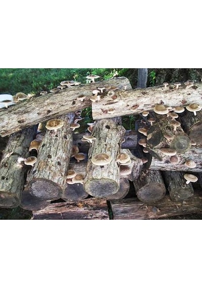 100 Gram Şitake Schiitake Mantar Tohumu 1 Adet