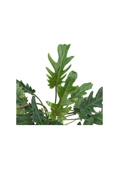 Philodendron Xanadu Ø17 CM H45-50 CM