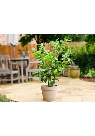 Psidium Guava Meyvesi Tohumu 3 Adet Tohum