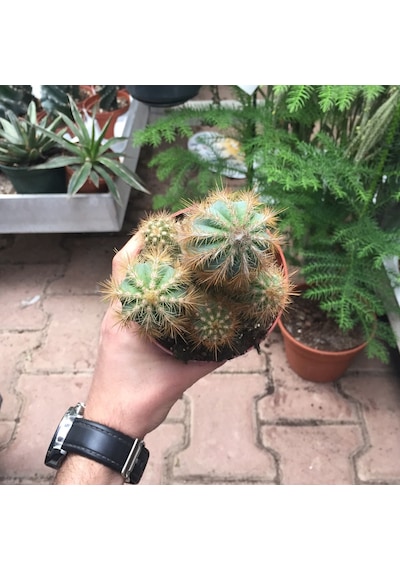 Pilosocereus Azureus (Kaktüs) Ø10,5 CM Y15-20 CM