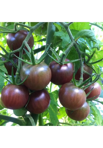 Özel Black Cherry Siyah Çeri Domates Tohumu-15 Tohum