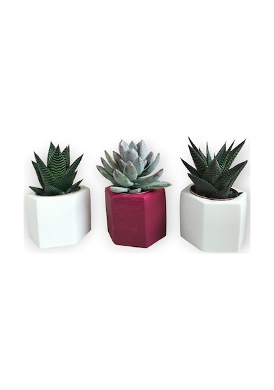 Haworthia & Echeveria 3'lü Sukulent Seti Kırmızı & Beyaz Seri