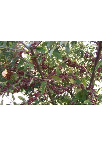 Güz Zeytini eleagnus Umbellata Fidanı 150 -200 Cm