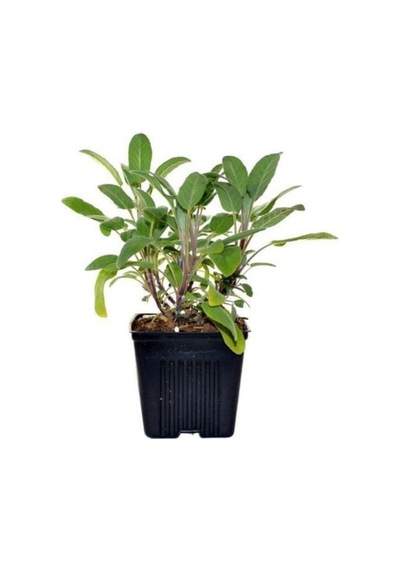 Adaçayı Salvia Officinalis Fidanı 15 -25 Cm