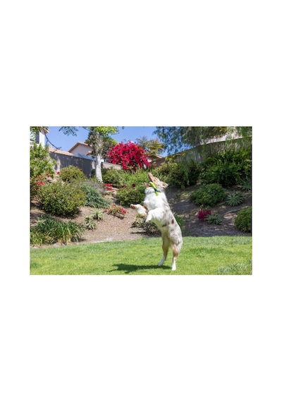 Sniff Fetch Stick Kokulu Köpek Oyuncağı Fıstık Ezmesi Aromalı