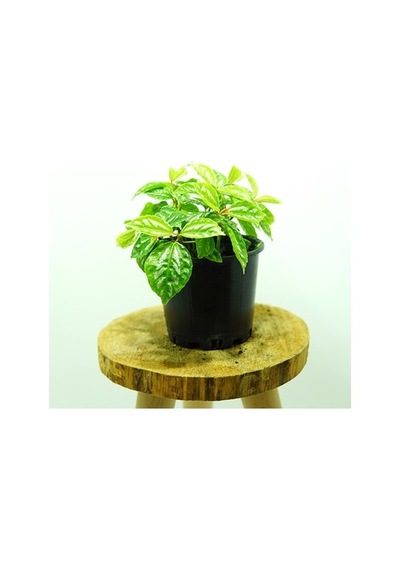 Topçu, Aliminyum Çiçeği, Karyağdı Çiçeği Pilea Cadierei 10-20 Cm