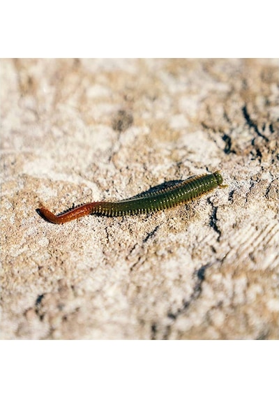 Berkley Gulp Saltwater Sandworm Kokulu Lrf Silikon Yem