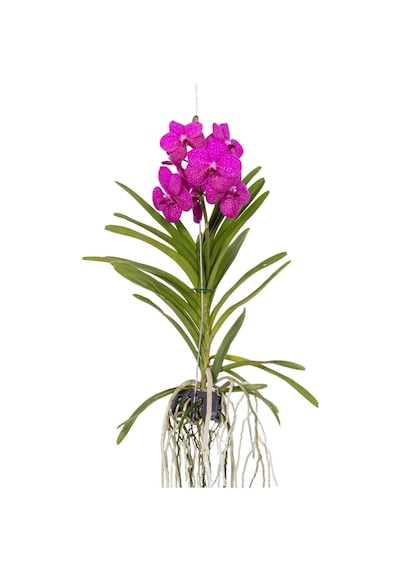 Vanda Tayanee 'cerise' Vanda Orkide