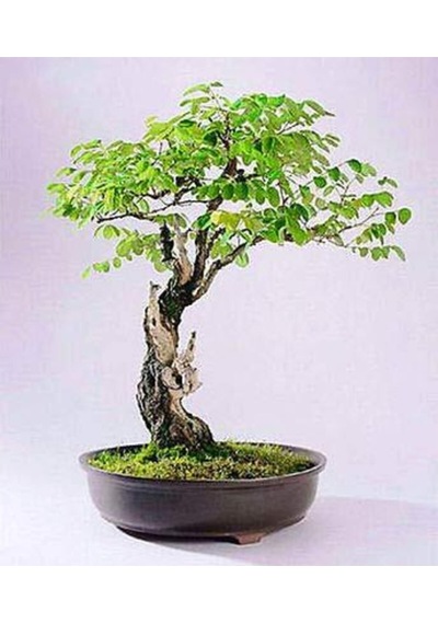 Bodur Cennet Bonzai Ağacı Tohumu 5 Adet Bonsai Ağacı Tohumu
