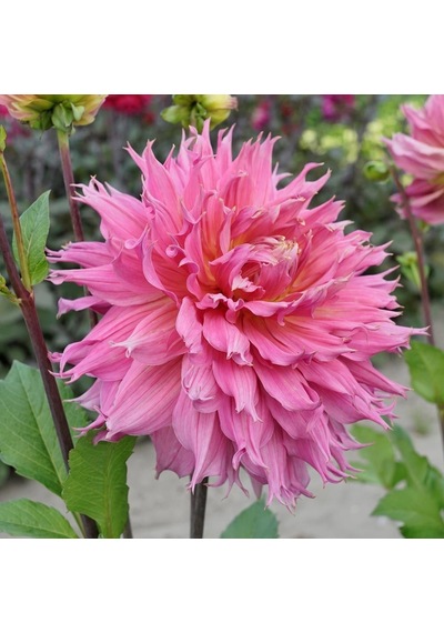 Büyük Çiçekli Pink Omega Yıldız Çiçeği Dahlia Yumrusu 1 Adet