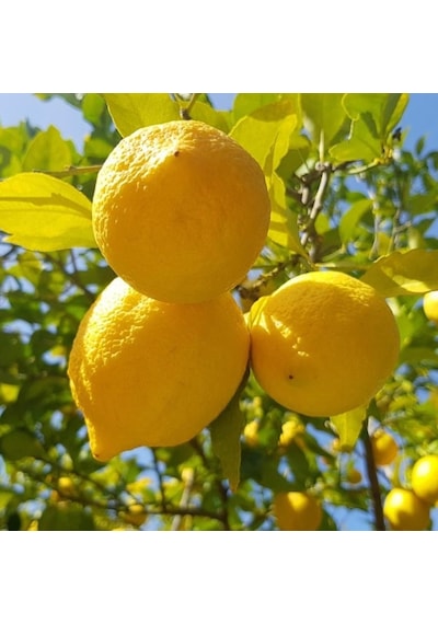Yediveren Limon Fidanı