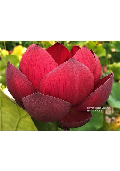 1 Adet Kırmızı Lotus Çiçeği Tohumu Tropikal Nilüfer Çiçeği Tohum