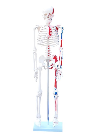 İnsan İskeleti Modeli Kas Bölgeleri İşaretlenmiş 85 cm