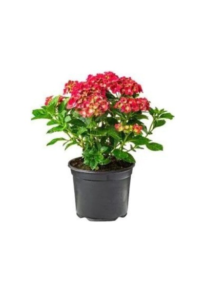 Videolu 1 Adet Kırmızı Renk Ortanca Çiçeği Fidanı 20-45 Cm Saksılı Çiçekli Bodur Bitkiler Hydrangea