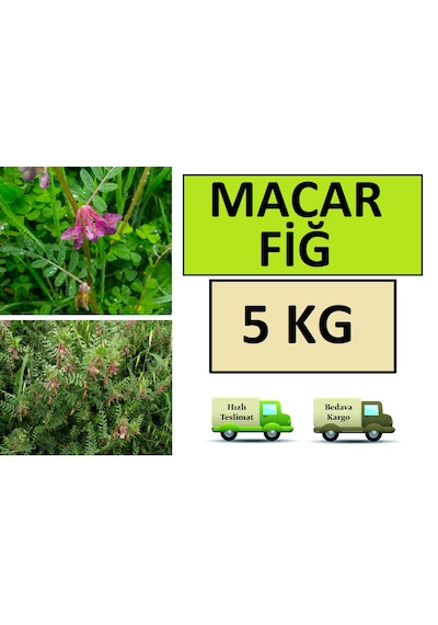 Macar Fiğ Tohumu 5 KG Macar Fiği Tohumu Fiğ Tohum
