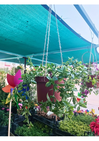Buz Çiçeği Çiçek Şelalesi Saksıdan Aşağı Sarkan Asma Çiçek Güneş Ve Kuraklığa Dayanıklı Balkon Teras Bahçe
